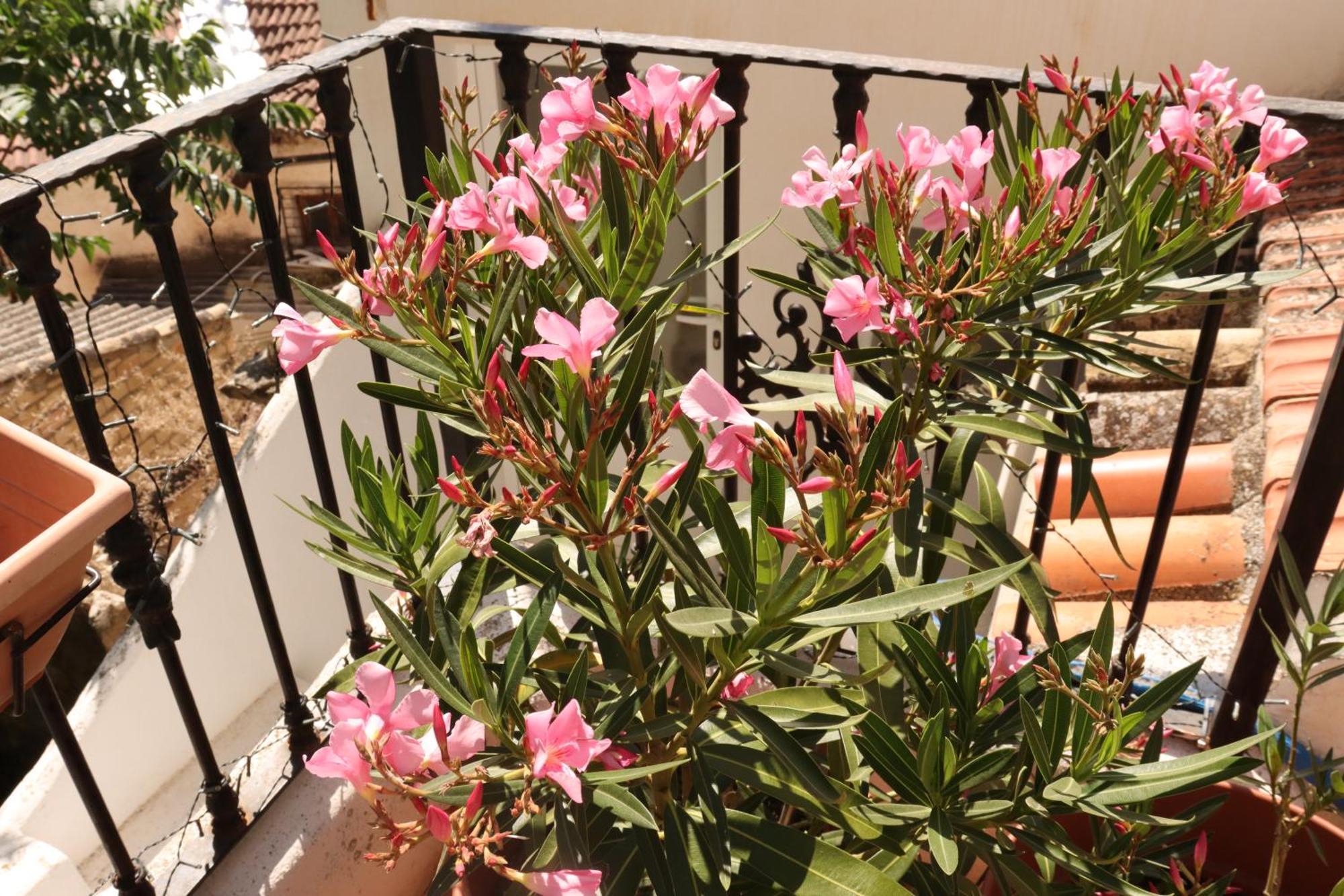 Vista Terraza Illora Apartment Exterior photo